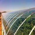 Multi-span Plastic Film Covering Light Tomato Greenhouse